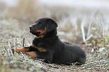 BEAUCERON - PUPPIES 157